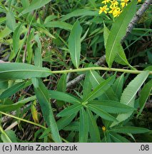 Senecio fluviatilis (starzec nadrzeczny)