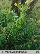 Senecio fluviatilis (starzec nadrzeczny)