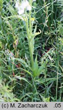 Senecio congestus (starzec błotny)