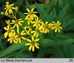 Senecio fluviatilis (starzec nadrzeczny)