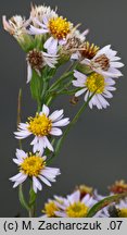 Aster tripolium (aster solny)