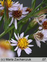 Aster tripolium (aster solny)