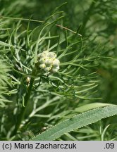 Adonis vernalis (miłek wiosenny)