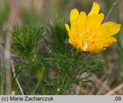 Adonis vernalis (miłek wiosenny)