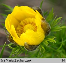 Adonis vernalis (miłek wiosenny)