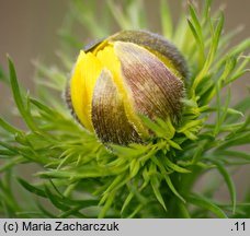 Adonis vernalis (miłek wiosenny)