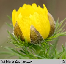 Adonis vernalis (miłek wiosenny)