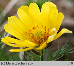 Adonis vernalis (miłek wiosenny)