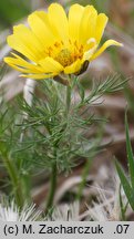 Adonis vernalis (miłek wiosenny)