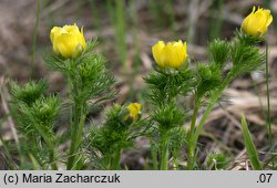 Adonis vernalis (miłek wiosenny)