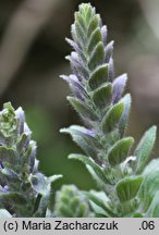 Ajuga pyramidalis (dąbrówka piramidalna)