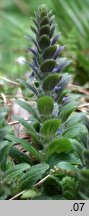 Ajuga pyramidalis (dąbrówka piramidalna)