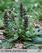 Ajuga pyramidalis (dąbrówka piramidalna)