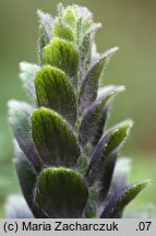 Ajuga pyramidalis (dąbrówka piramidalna)