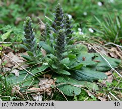 Ajuga pyramidalis (dąbrówka piramidalna)