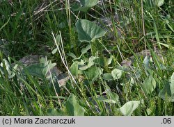 Petasites spurius (lepiężnik kutnerowaty)