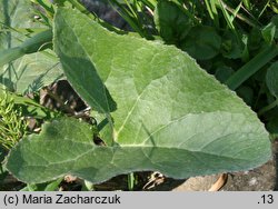 Petasites spurius (lepiężnik kutnerowaty)