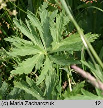 Trollius europaeus (pełnik europejski)