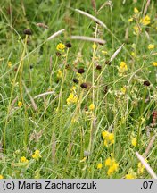 Trollius europaeus (pełnik europejski)