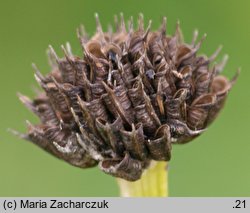 Trollius europaeus (pełnik europejski)