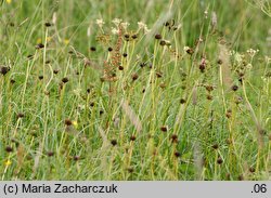 Trollius europaeus (pełnik europejski)