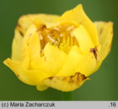 Trollius europaeus (pełnik europejski)