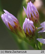 Aster tripolium (aster solny)