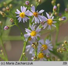 Aster tripolium (aster solny)