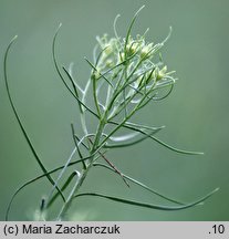 Linosyris vulgaris (ożota zwyczajna)