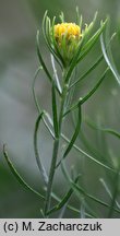 Linosyris vulgaris (ożota zwyczajna)