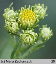 Linosyris vulgaris (ożota zwyczajna)