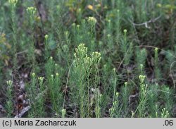 Linosyris vulgaris (ożota zwyczajna)