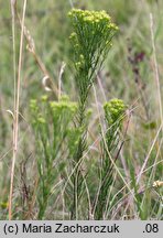 Linosyris vulgaris (ożota zwyczajna)