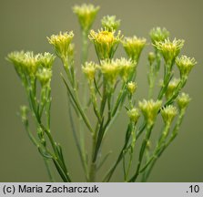 Linosyris vulgaris (ożota zwyczajna)