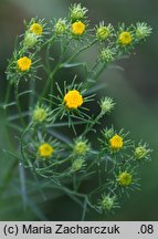 Linosyris vulgaris (ożota zwyczajna)