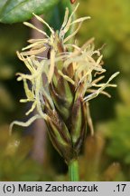 Carex chordorrhiza (turzyca strunowa)