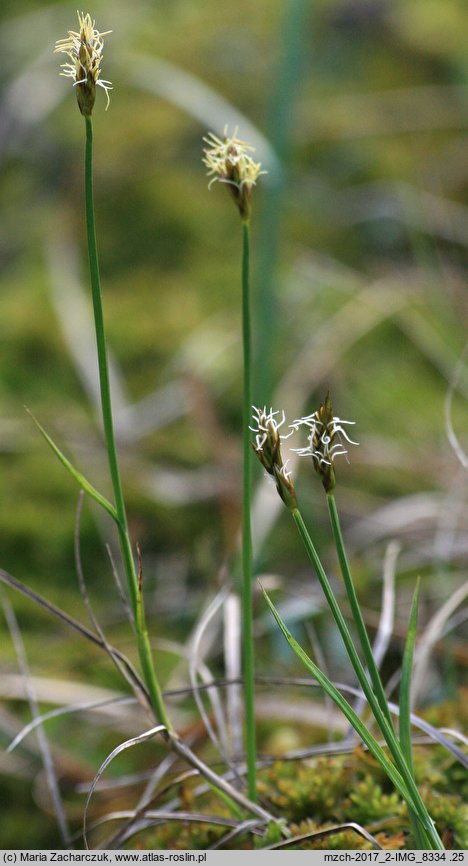 Carex chordorrhiza (turzyca strunowa)