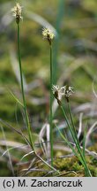 Carex chordorrhiza (turzyca strunowa)