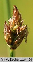 Carex chordorrhiza (turzyca strunowa)