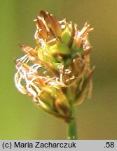 Carex chordorrhiza (turzyca strunowa)