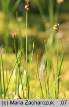 Carex chordorrhiza (turzyca strunowa)