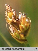 Carex chordorrhiza (turzyca strunowa)