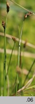 Carex chordorrhiza (turzyca strunowa)