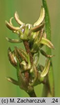 Scheuchzeria palustris (bagnica torfowa)