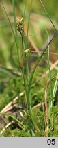 Scheuchzeria palustris (bagnica torfowa)