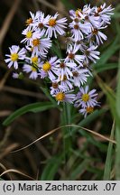 Aster tripolium (aster solny)