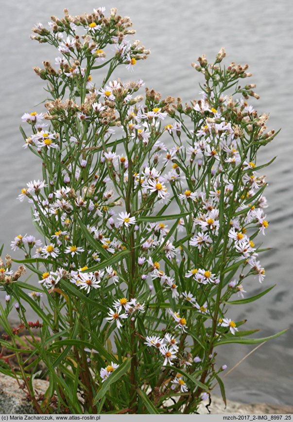 Aster tripolium (aster solny)