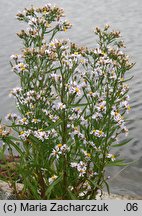 Aster tripolium (aster solny)