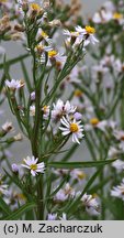 Aster tripolium (aster solny)