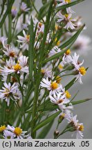 Aster tripolium (aster solny)